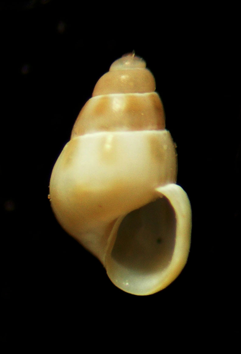 Pusillina